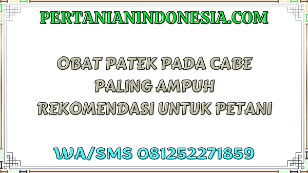 Obat Patek Pada Cabe Paling Ampuh Rekomendasi Untuk Petani